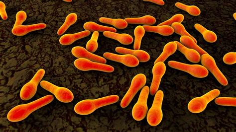 rappresentazione microscopica del batterio Clostridium botulinum