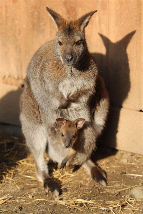 Wallaby della palude con cucciolo nel marsupio