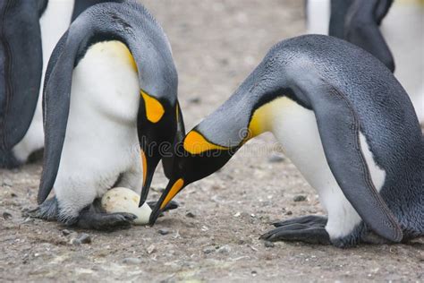 Pinguino imperatore maschio che cova l'uovo