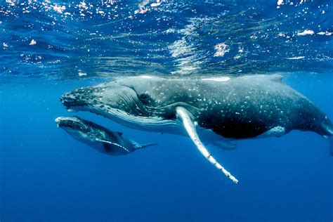 Balena con balenottera
