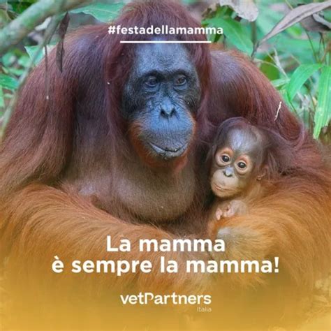 Orango madre e figlio