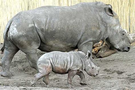 Rinoceronte madre e cucciolo