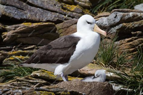 Albatros con pullo nel nido