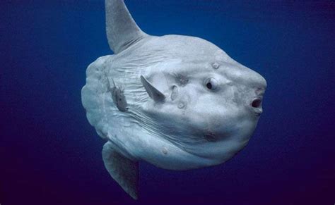 Pesce luna