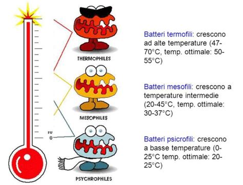 Infografica: La relazione tra pH vaginale e la crescita batterica