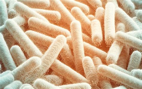 Infografica: Benefici dei lattobacilli nella salute vaginale