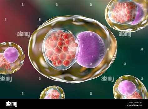 Microscopio che mostra batteri della clamidia