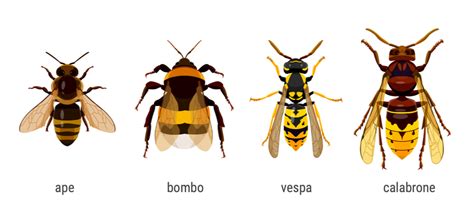 differenze tra api, vespe e calabroni
