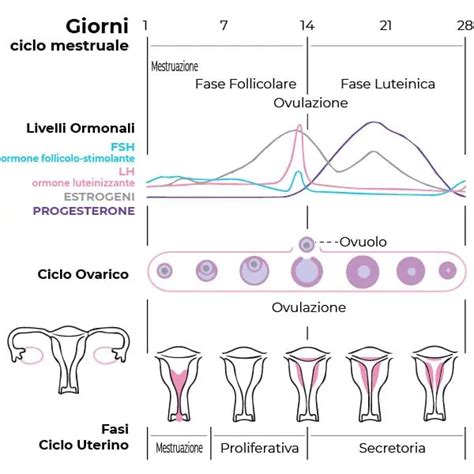 rappresentazione schematica del ciclo mestruale e picco ormonale