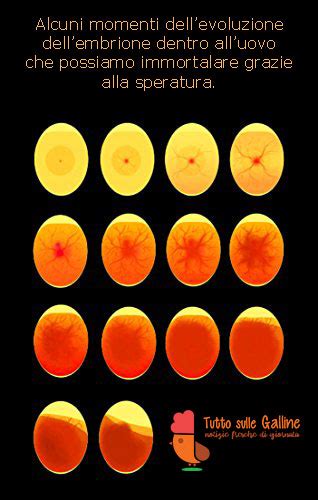 Schema illustrativo della speratura delle uova per verificarne la fertilità