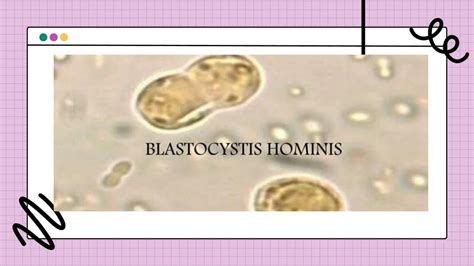Struttura e forme di Blastocystis hominis