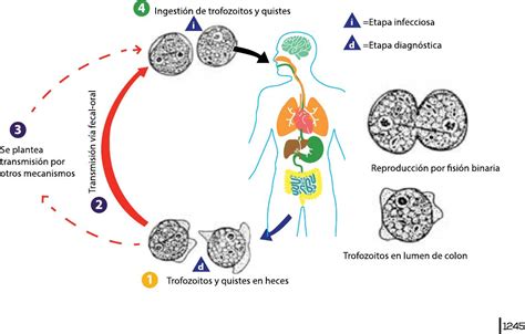 Ciclo vitale di Blastocystis hominis