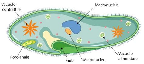Diversi tipi di protozoi intestinali