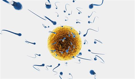 Spermatozoi che raggiungono l'ovulo