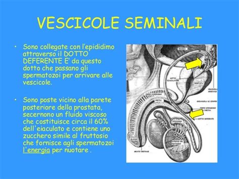 Diagramma che illustra le vie seminali maschili (epididimo, dotti deferenti, vescicole seminali, prostata)