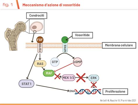 diagramma molecolare dell'azione del farmaco vosoritide sul recettore FGFR3