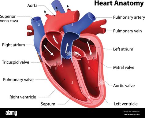 Anatomia del cuore umano