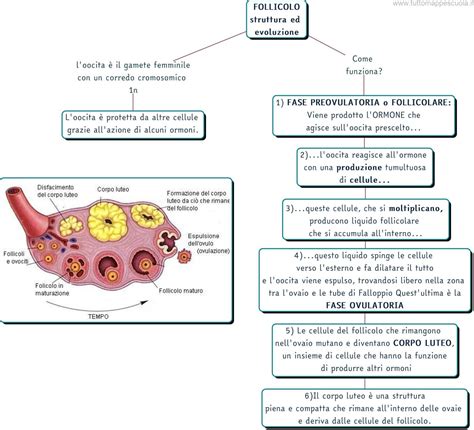 schema dell'apparato riproduttore femminile dei marsupiali