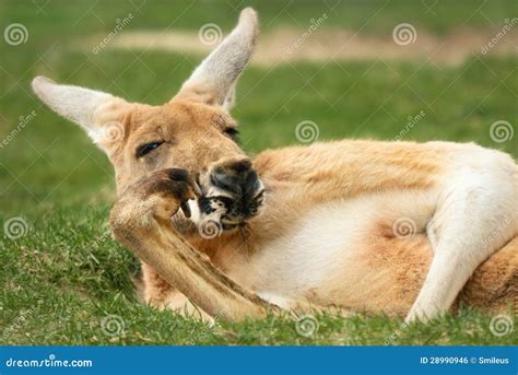 canguro che osserva l'essere umano durante un esperimento