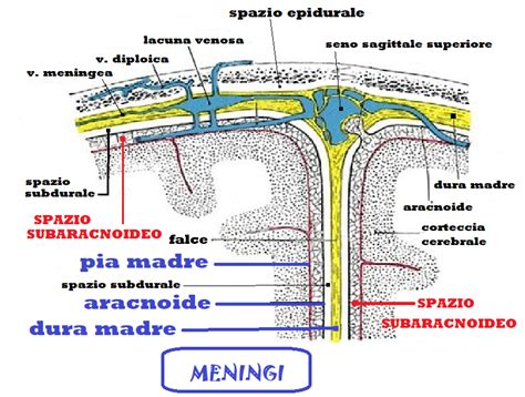 Anatomia della colonna vertebrale con spazi epidurale e subaracnoideo