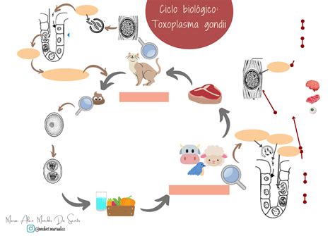 Infografica che spiega il ciclo vitale del Toxoplasma gondii