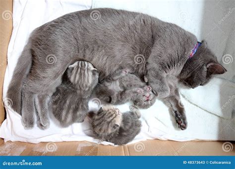 Gatto che allatta i gattini
