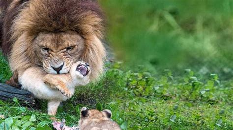 Un'orsa grizzly che si prende cura dei suoi cuccioli in un ambiente selvaggio
