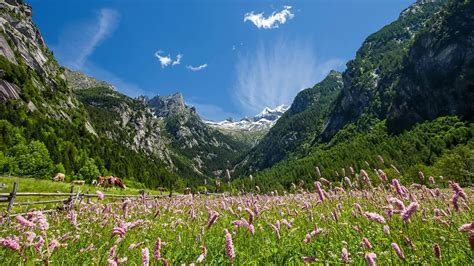Una vista panoramica di una natura incontaminata, habitat dei cuccioli