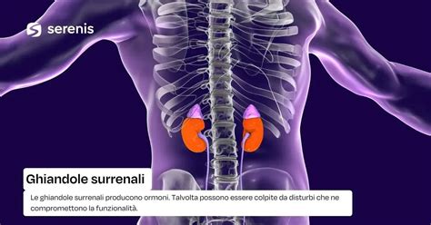 Schema del sistema endocrino con ghiandole surrenali evidenziate