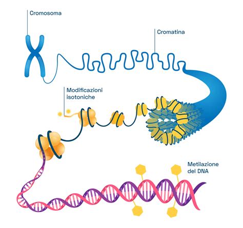 Illustrazione di modifiche epigenetiche sul DNA