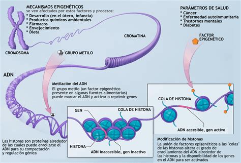 Concetto errato vs. corretto di epigenetica