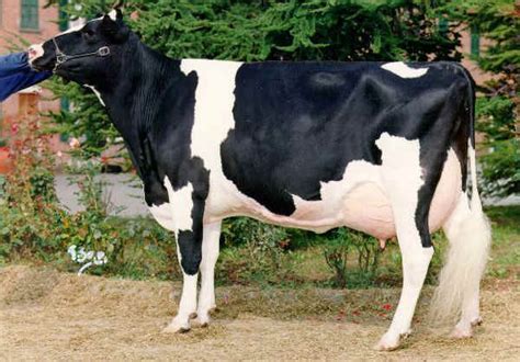 Vacca Frisona