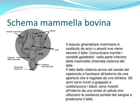 Diagramma della mammella bovina