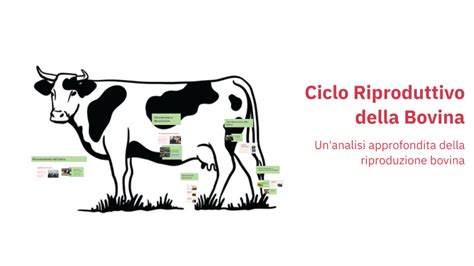 Diagramma del ciclo riproduttivo della bovina