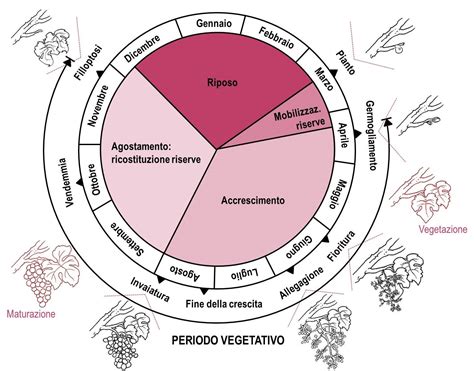 Calendario riproduttivo della vacca