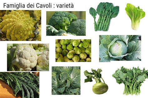 Varietà di cavoli: bianco, rosso, cavolfiore, broccoli