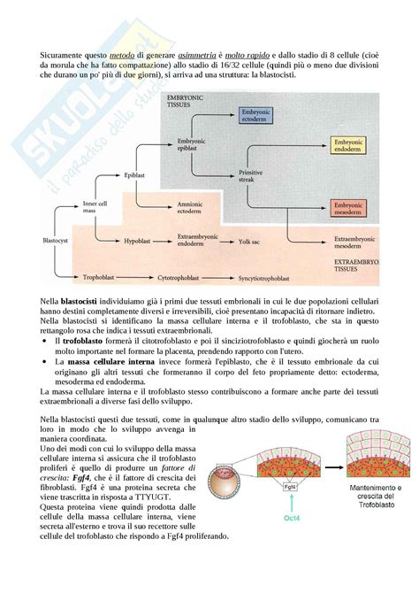 Effetti dell'età sull'ovocita e sull'epigenetica
