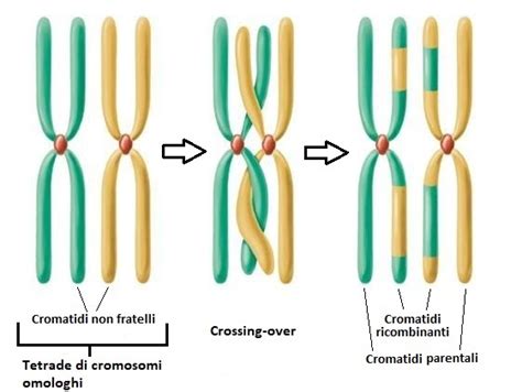 Cromosomi omologhi e crossing-over