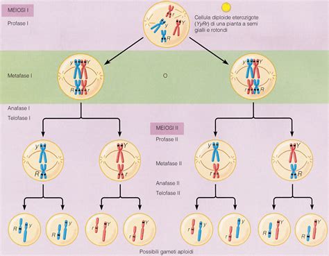 Microtubuli e cromosomi durante la meiosi