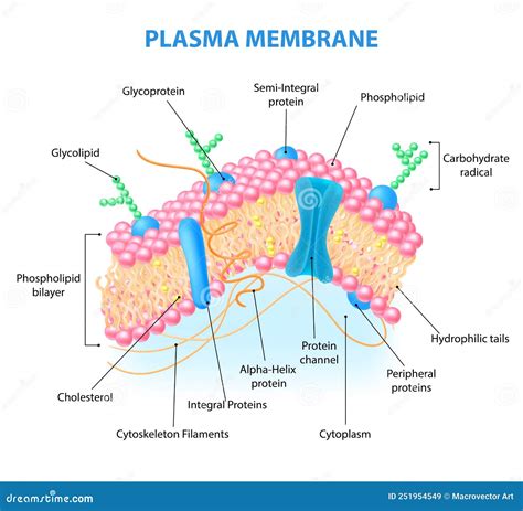 Struttura della membrana amniotica