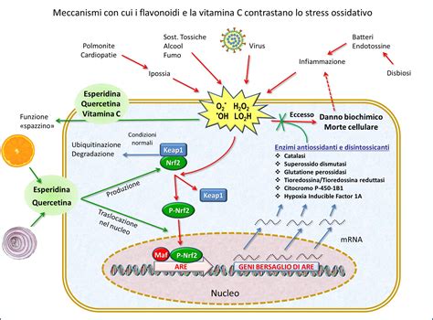 diagramma esplicativo del processo di meccano-trasduzione cellulare indotto da vibrazioni sonore