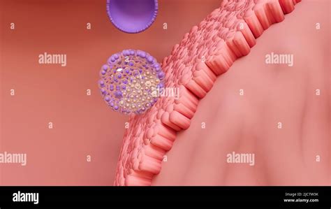 Illustrazione della blastocisti che si impianta nell'utero