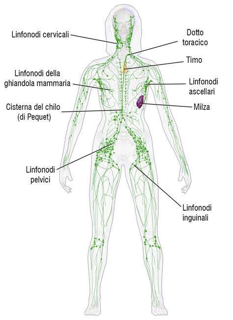 diagramma semplificato del sistema linfatico con le principali stazioni linfonodali (collo, ascelle, inguine)