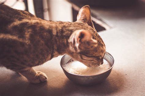 gatto adulto che beve una piccola quantità di latte specifico dalla ciotola
