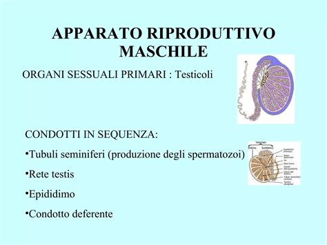 rappresentazione anatomica dell'apparato riproduttivo maschile e analisi microscopica degli spermatozoi