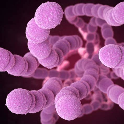 Microscopio che mostra lo Streptococco di gruppo A