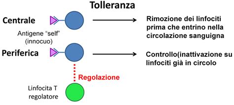 Diagramma semplificato del mimetismo molecolare che innesca la risposta autoimmune