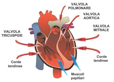 Illustrazione schematica del cuore con indicazione delle valvole mitralica e aortica
