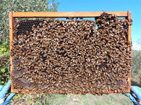 Api regina e covata fresca in un telaino di arnietta da fecondazione
