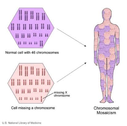 Schema di mosaicismo cellulare